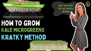 How to Easily Grow Kale Microgreens with Kratky Hydroponics  Full Tutorial  On The Grow
