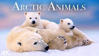 Arctic Animals 4K - Amazing Scenes of Arctic Wildlife  Scenic Relaxation Film