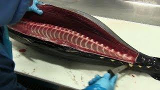 How to Fillet Tuna