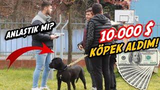 10.000 $ KÖPEK SATIN ALDIM KÖPEĞİNİ BANA SATAR MISIN SOSYAL DENEYİ