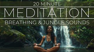 Jungle Sounds Meditation  Ally Boothroyd