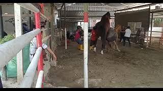 tutorial  proses mengawinkan kuda ala Temboro kuda milyaran viral