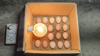 Incubator for chicken eggs  How to hatch a chicken egg at home