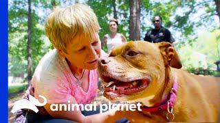 Abandoned Dog Falls in Love With Potential Adopters  Pit Bulls & Parolees