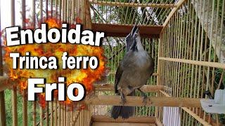 Esse Esquentar trinca ferro frio Vai Deixar O Seu Trinca FURIOSO Trinca ferro No Mato Faça o Teste