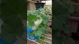 Growing Sweet Melon in Pot #gardening #plants #garden