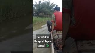 langsir sawit ngeri boss buaya banyak di sungai  pinggir kota