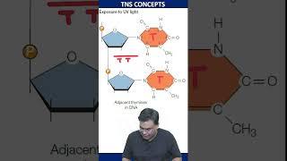 Thymine Thymine Dimer  Cyclobutane Ring  DNA damage  CSIR NET LIFESCIENCE