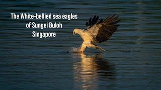 The White-bellied sea eagle of Sungei Buloh in 4K UHD