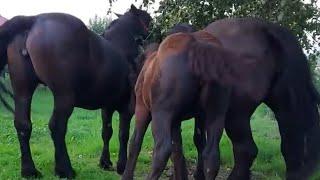 Two Horses first time Meeting । Encontro de Cavalos