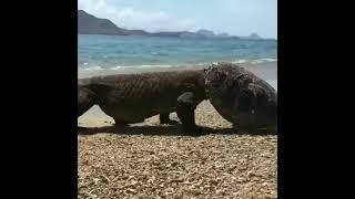 Komodo dragons devour entire sea turtles