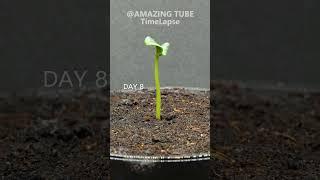 Growing Watermelon From Seed