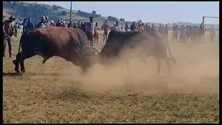 Jazi lemfene vs Shoba lenkanyamba  big Fight