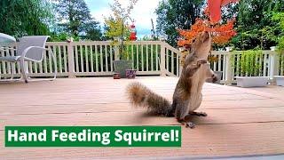 Hand Feeding Squirrel in 3 Simple Steps