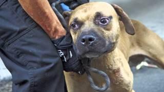 ASPCA Video Abused Dog Fighting Victims One Year Later