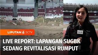 Live Report Lapangan Stadion Utama GBK Sedang Dilakukan Revitalisasi Rumput  Liputan 6