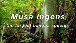 Spesies pisang terbesar di dunia Musa Ingens pisang raksasa difilmkan di Papua Nugini Indonesia