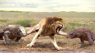 Aghast The Brutal Moment When the Fierce Lion Couldnt Avoid The Giant Lizard Bites Wildlife 2023