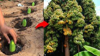 How to Growing Banana Fruit to Many Banana Tree Grafting Banana Tree