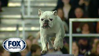 Watch Rudy the Bulldog crush the 2019 WKC Masters Agility course  FOX SPORTS