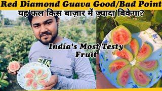 Indias Most Testy Fruit  Japanese Red Diamond Guava GoodBad Point and About Market