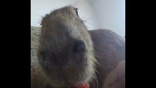 capybara pull up 1 hour