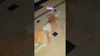 golu#cat#catlover#music #funny#funnycats#goluthelab #goluvideos#treandingvideo #golub#youtubeshorts