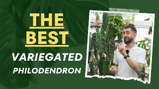 Why THIS Variegated Philodendron is a Must-Have 
