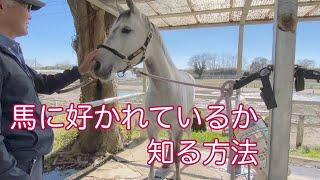 馬に好かれているか知る方法【乗馬・馬術】How to know if a horse likes you【HorseCommunicationJapan】
