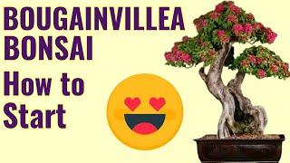 HOW TO GROW BOUGAINVILLEA BONSAI BOUGAINVILLEA BONSAI BOUGAINVILLEA BONSAI REPOTTING