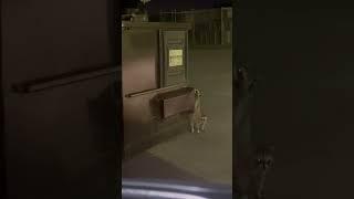 Raccoons playing in a dumpster