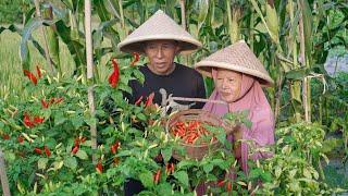 Panen Cabe Rawit di Kebun  Memasak Tumis Jengkol Peyek Cabe Bubur Sumsum dan Sambal Terong