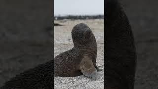 ¡Así es la mágica isla de galápagos  #shorts #travel #outdoors #viajes