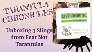 Unboxing New World Species from Fear Not Tarantulas