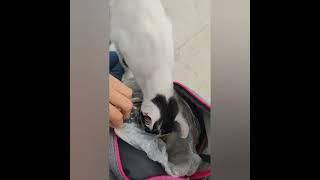 #shorts #cat Çantamdan mama çalan sevimli hırsız - Başımın tatlı belası