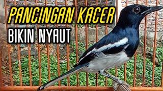 PANCINGAN KACER BAHAN DI PAGI HARI