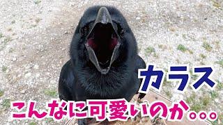 【意外?】カラスってこんなに可愛いんです…