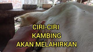 #221 Ciri-ciri kambing hamil tua dan akan melahirkan‼️