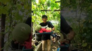 PANEN MELON BUAH NAGA SAMBIL NUNGGU ANGGUR #anggurimpor #tanamananggur #berkebun #agritainment