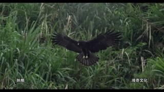 林鵰 Indian Black Eagle