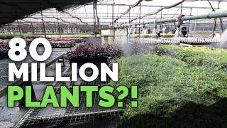 How To Grow MILLIONS of Plants a Year Plant Nursery Tour