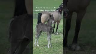 Why I named my foal Moose 🫎