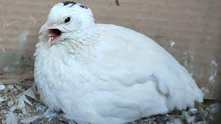 Quail call sounds  Female  Hen  Coturnix  Bird