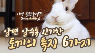 Interabbiting 6 Physical Characteristics of Rabbits Habits Diet & Other Facts