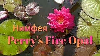 Кувшинка нимфея Фае Опал. Water lily nymphaea Perrys Fire Opal.