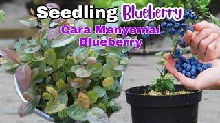 Seedling Blueberry  Cara Semai Blueberry