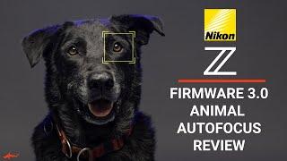 Nikon Z Firmware 3.0 Animal Autofocus Review  Dogs & Wildlife Photography