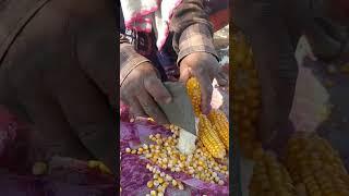 Manual shelling of maize cobs for research