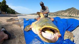 This CATFISH could EAT ME