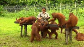 Endonezyada orangutanlar için vahşi hayata uyum eğitimi